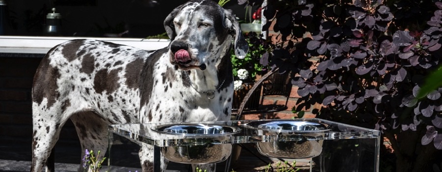 Artikelhauptkategorie-Lulu-auf-der-Terrasse_DSC_1528_875x350